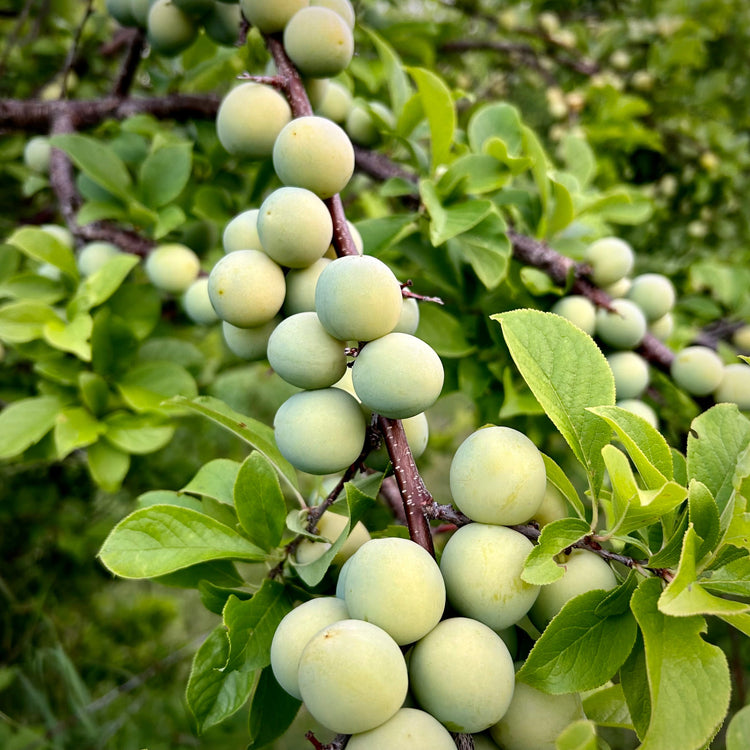 Prairie Hardy Plums