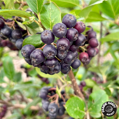 Nero Aronia Berry