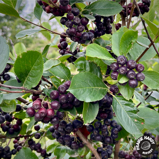 Nero Aronia Berry