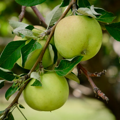 Carlos Queen Apple