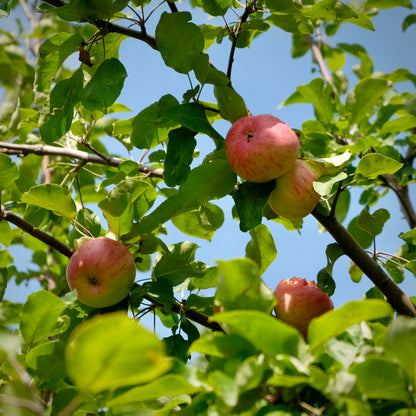 Carroll Apple