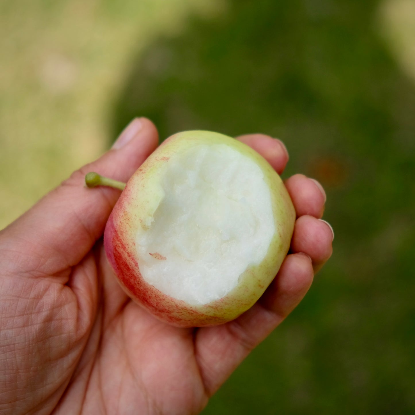 Carroll Apple