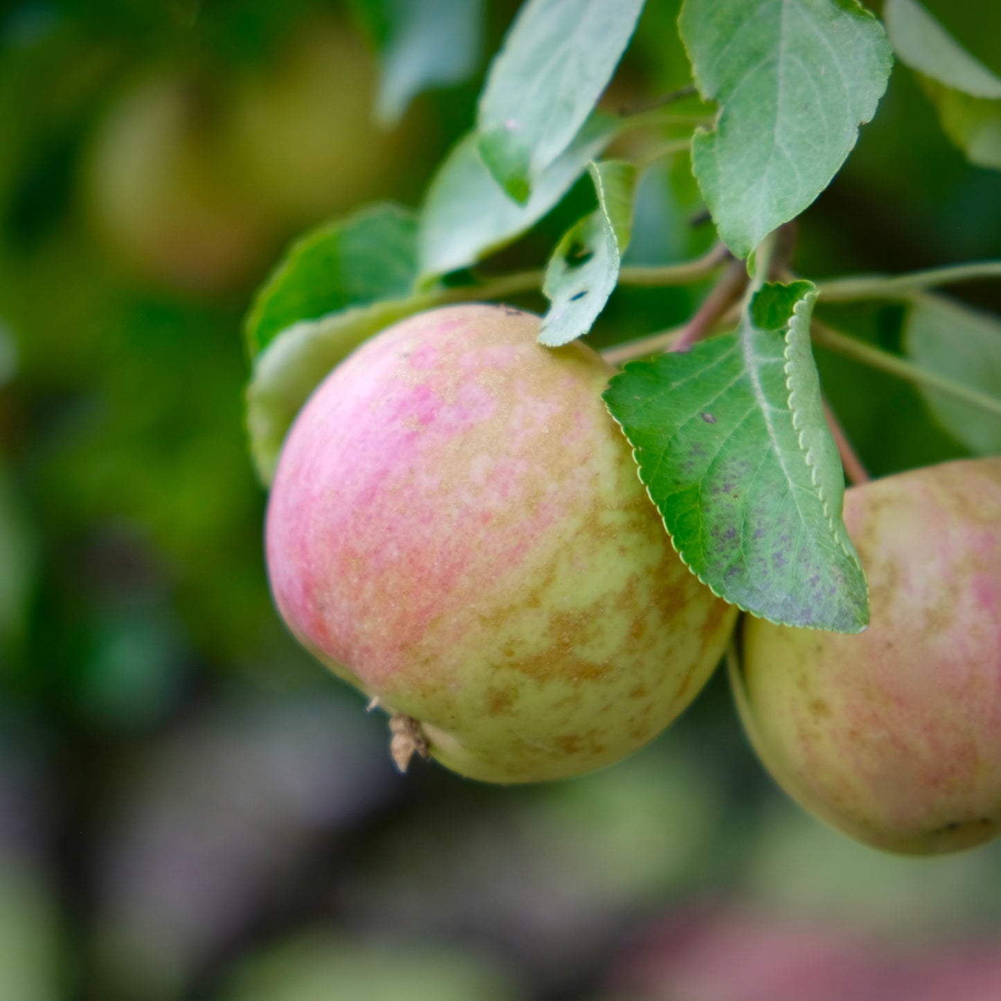 Chestnut Applecrab