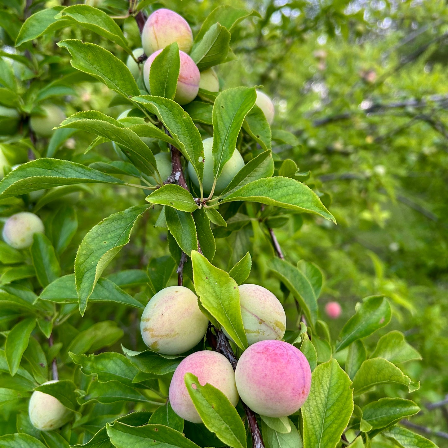 Seedling Plum