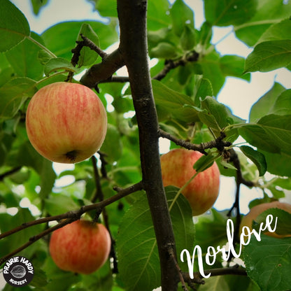 Rare and Heritage Apple Trees