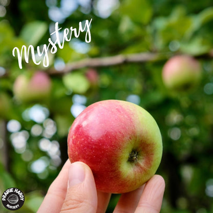 Rare and Heritage Apple Trees