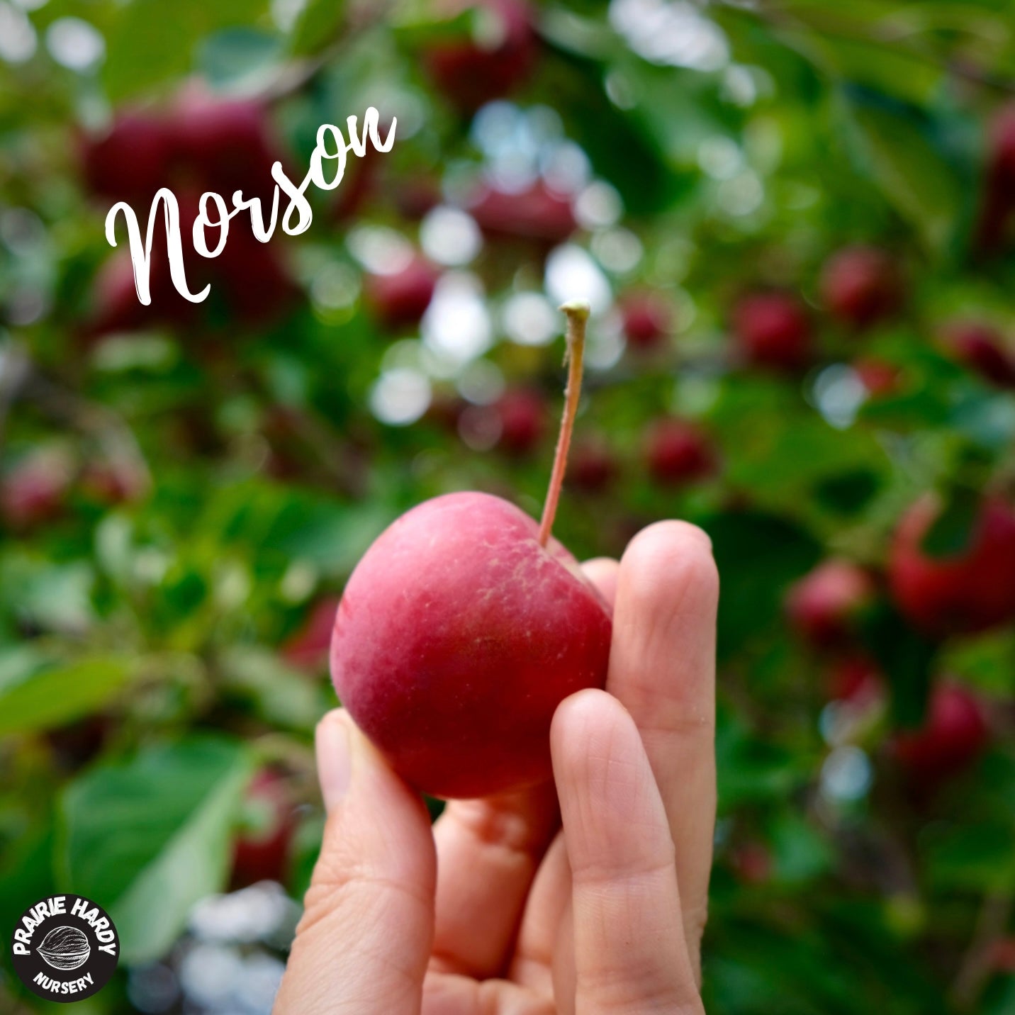 Rare and Heritage Apple Trees