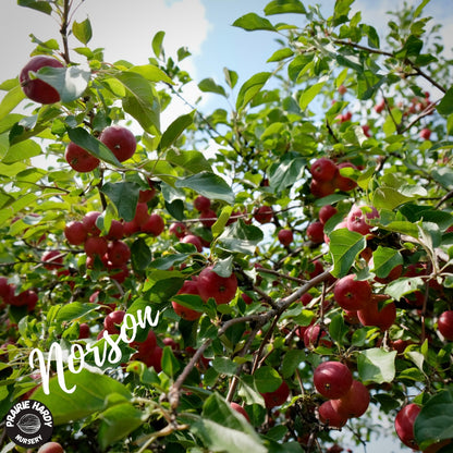 Rare and Heritage Apple Trees