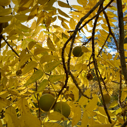 Black Walnut