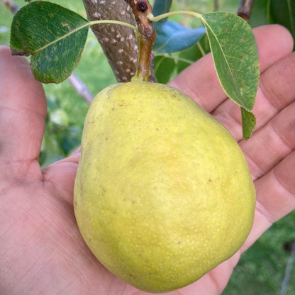 Krasnobokaya Pear