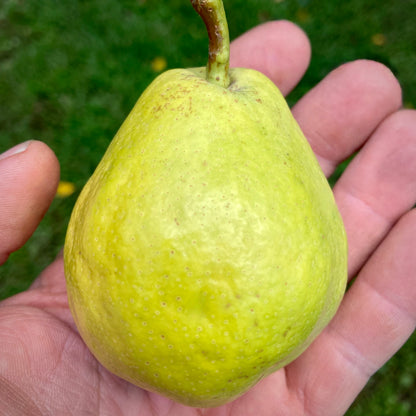 Krasnobokaya Pear