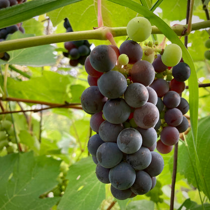 Trollhaugen Grape