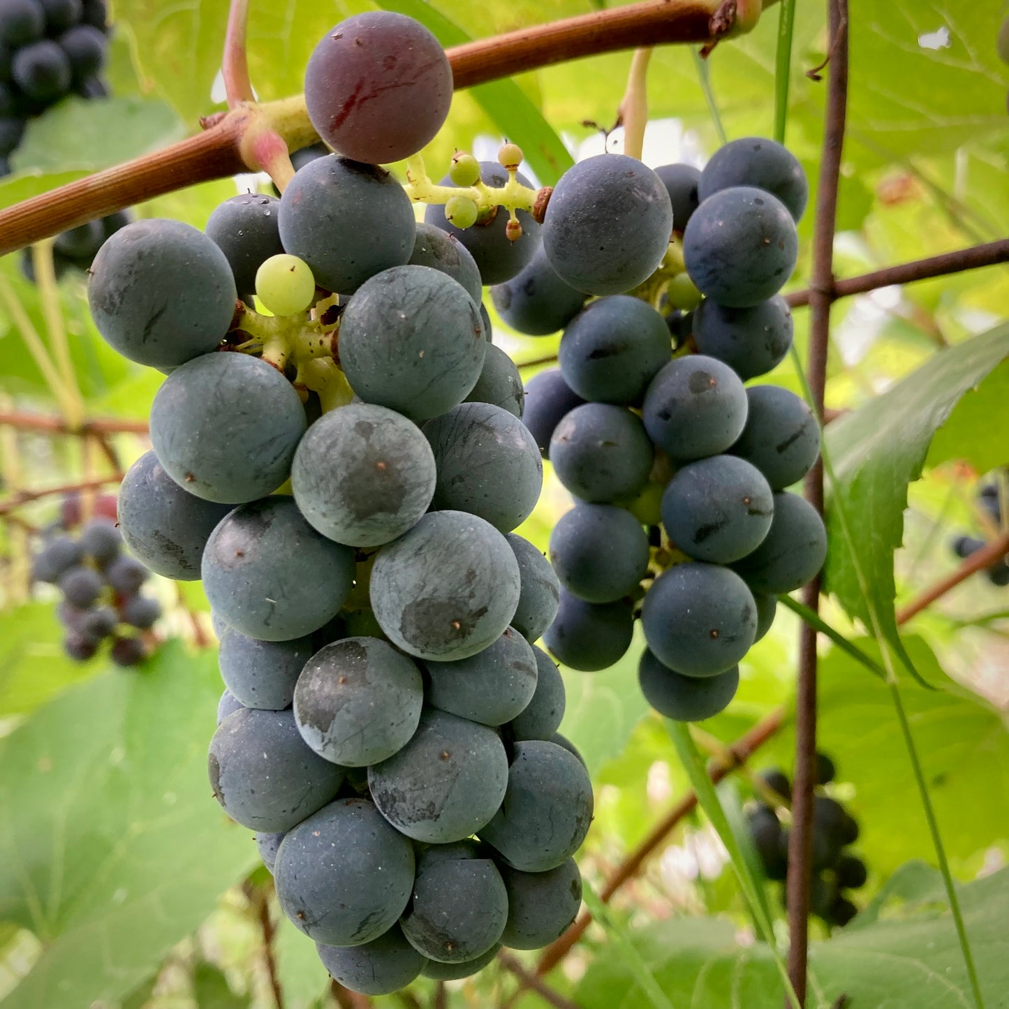 Trollhaugen Grape