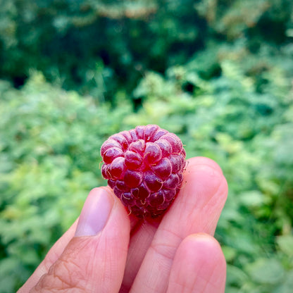 Red Bounty Raspberry