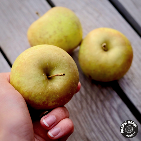 Morden Russet Apple