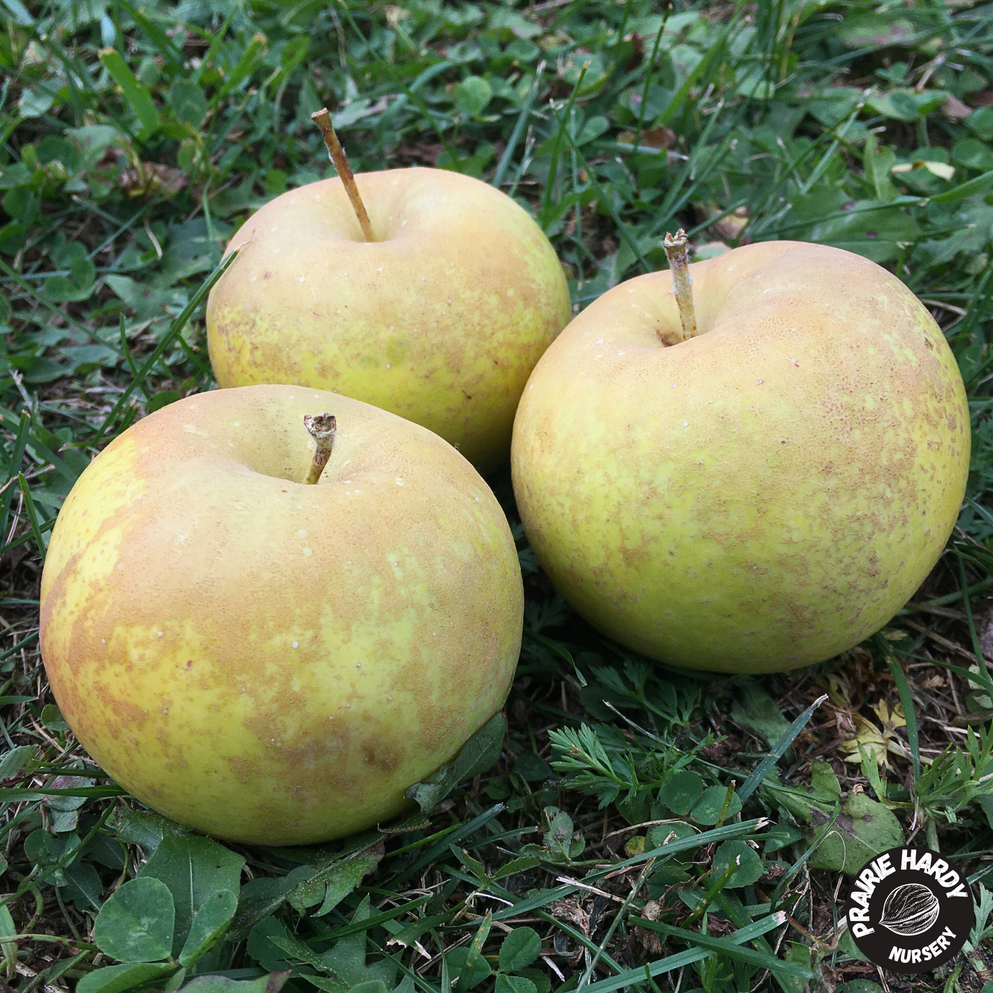 Morden Russet Apple