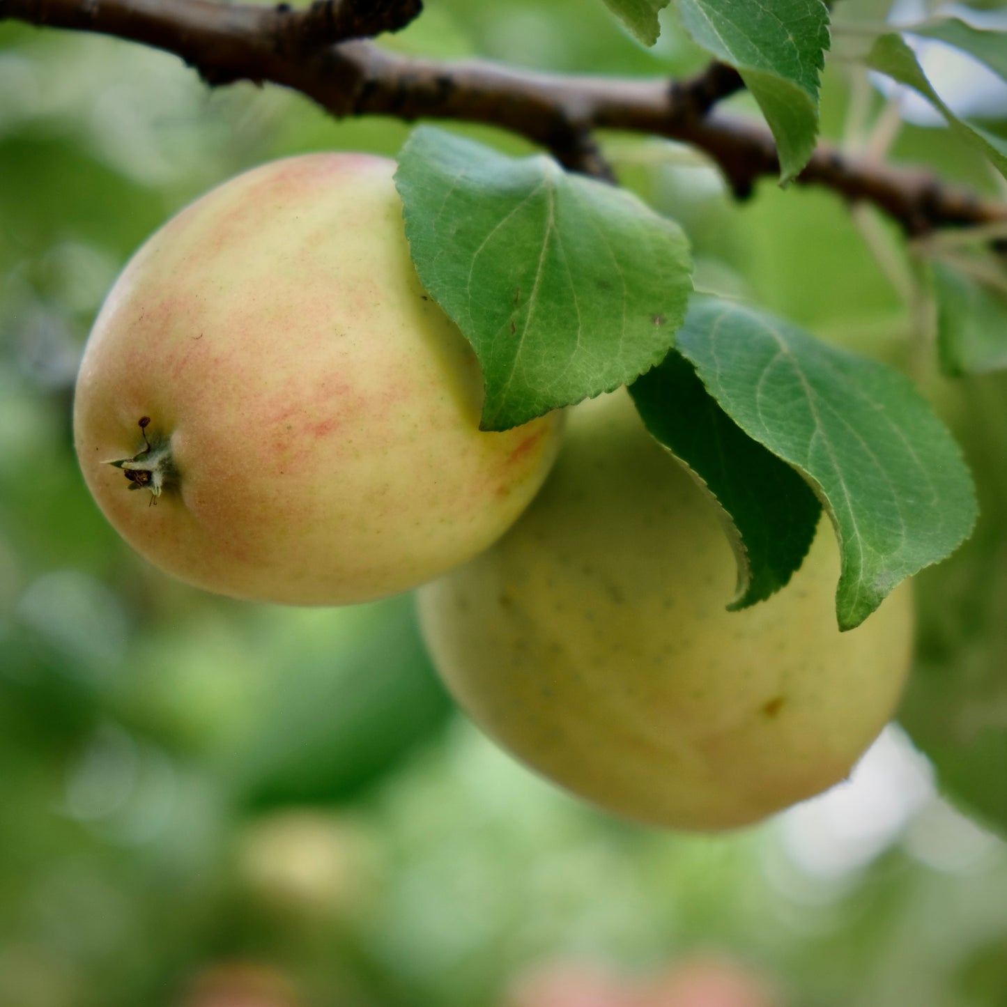 Norkent Apple