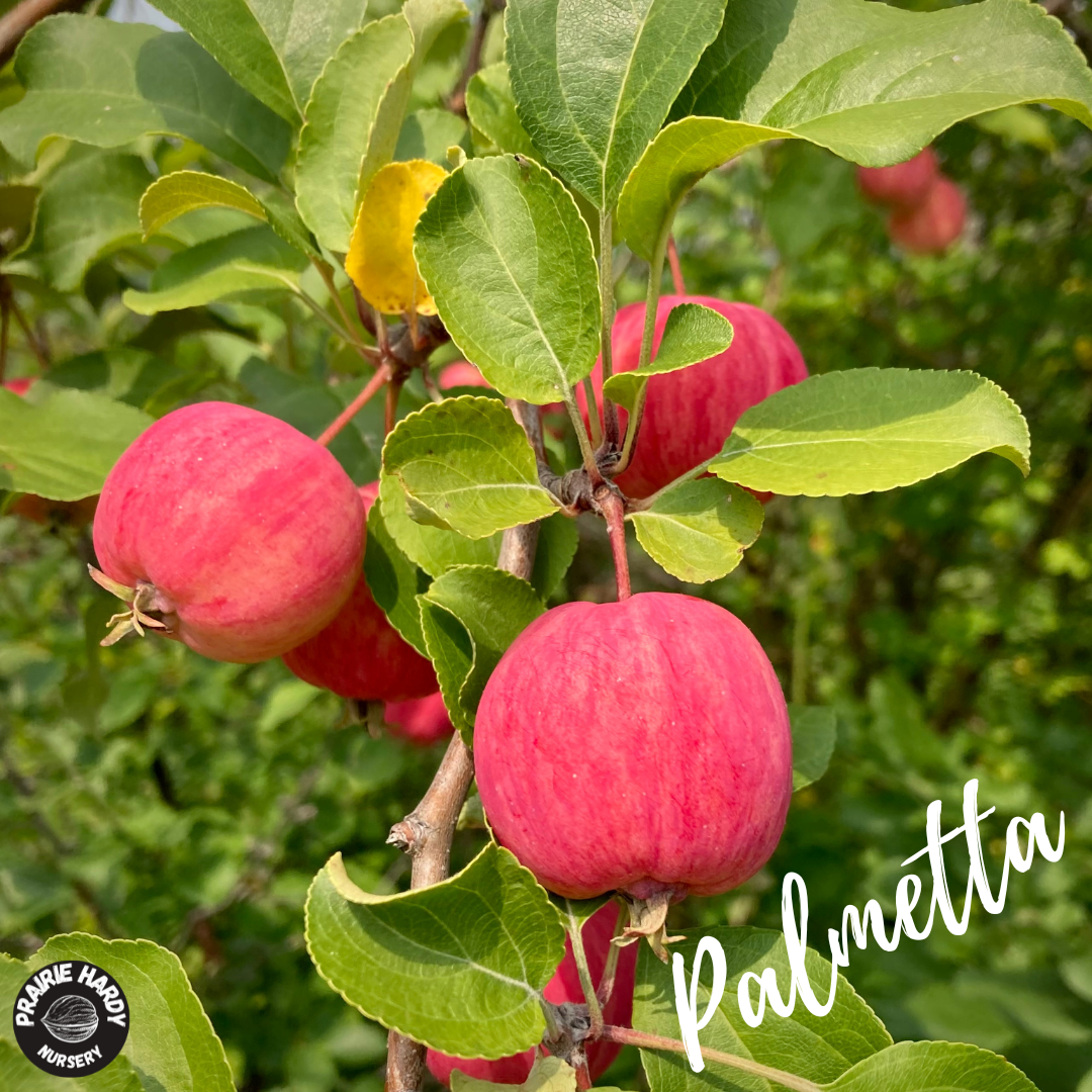 Rare and Heritage Apple Trees