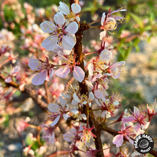 American Plum (Pink Flowering)