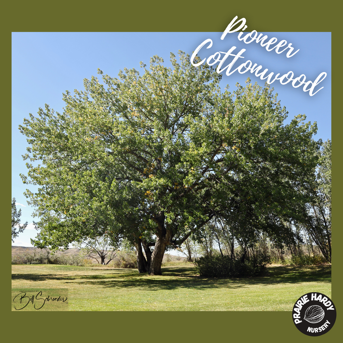 Pioneer Cottonwood