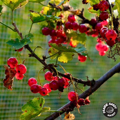 Red Lake Currant