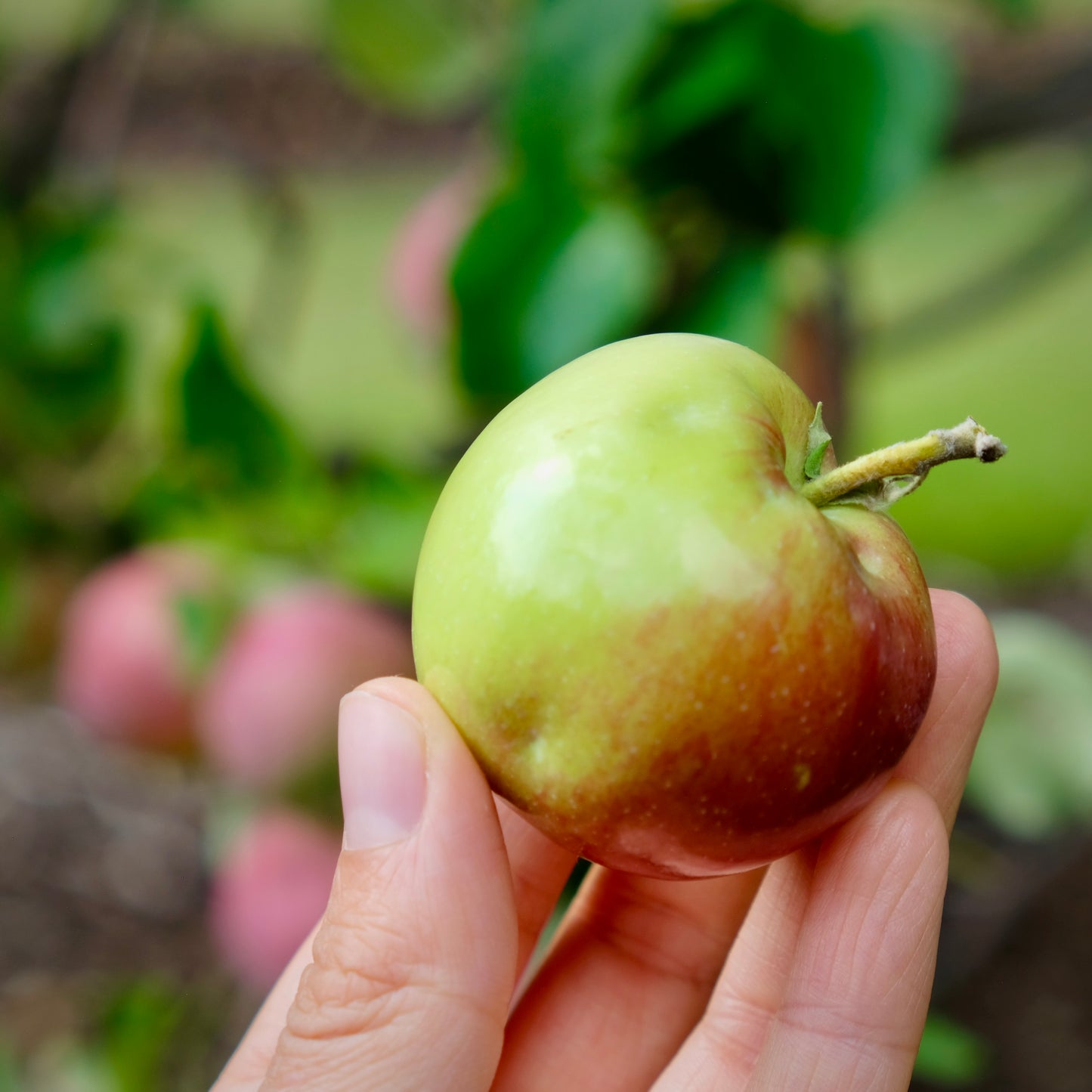 Red Sparkle Apple