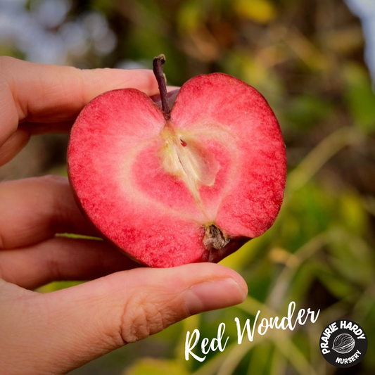 Red Wonder Apple