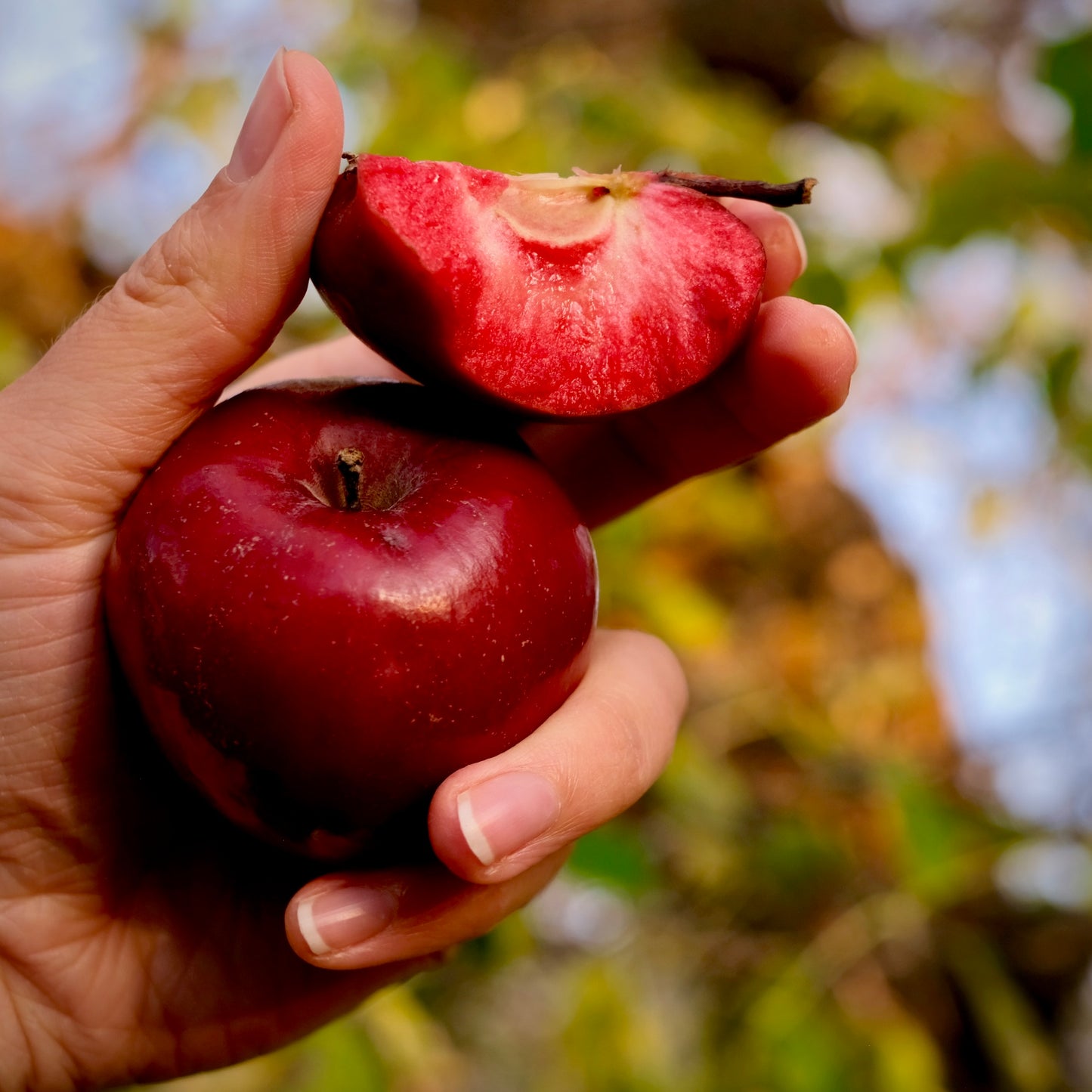 Red Wonder Apple