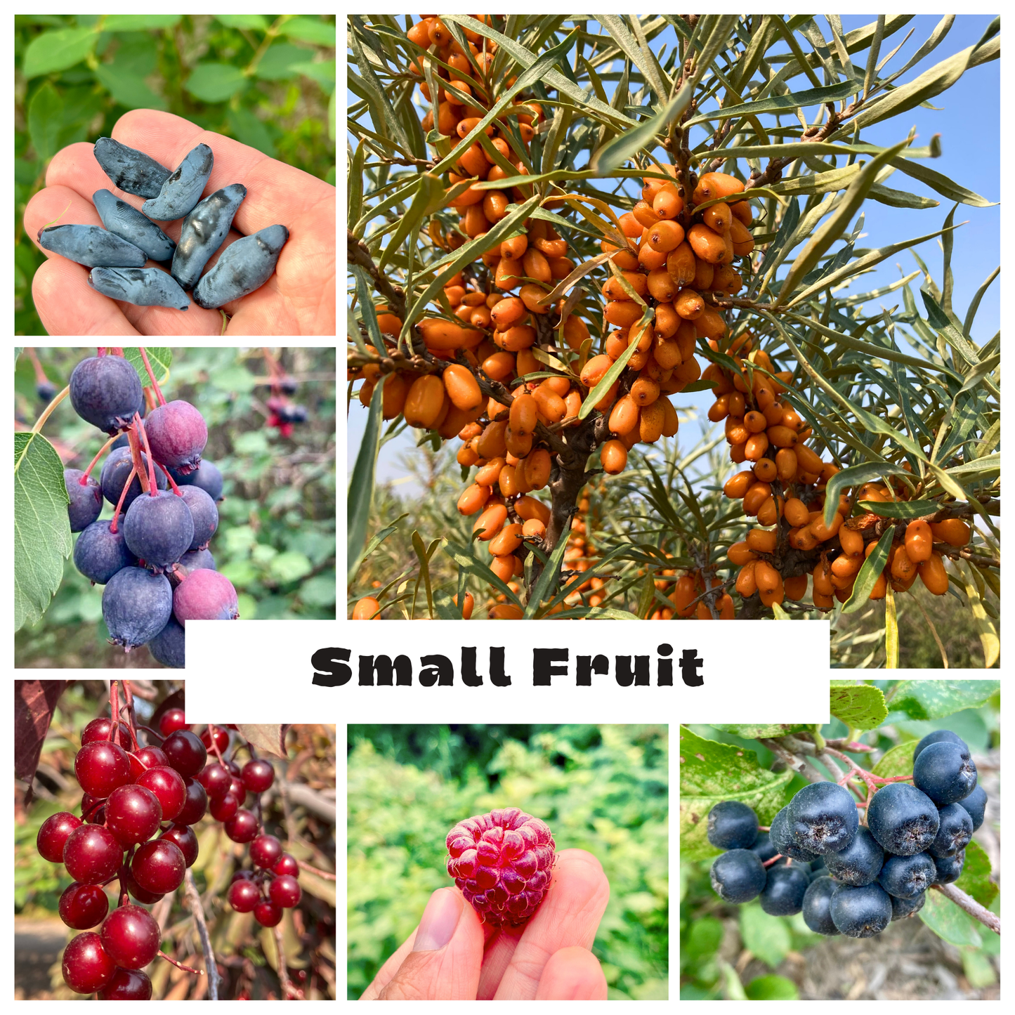 The Prairie Hardy Small Fruit Bundle