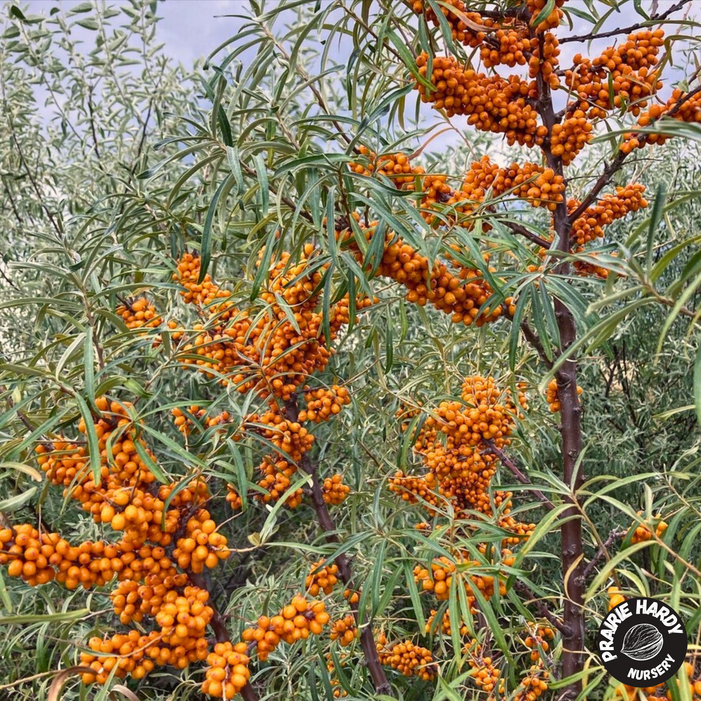 Autumn Glow Sea Buckthorn