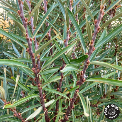 Lord Sea Buckthorn