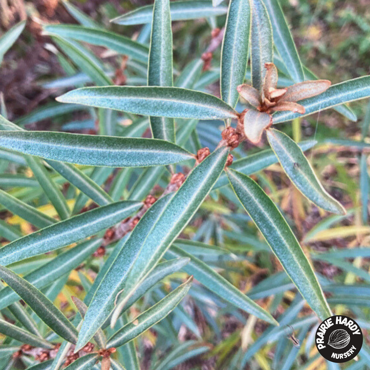 Lord Sea Buckthorn