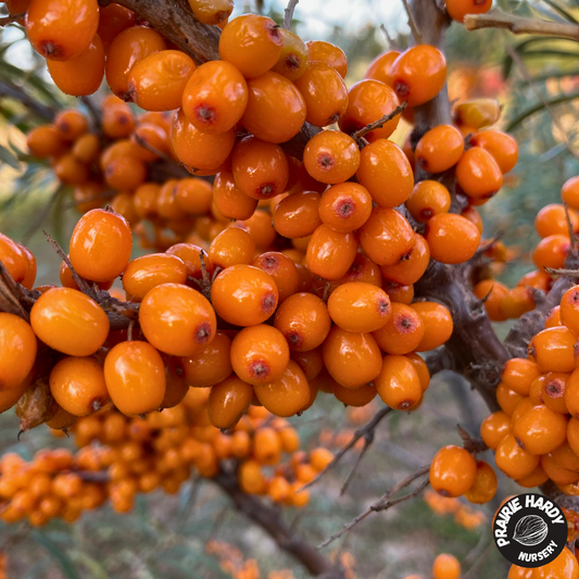 Russian Orange Sea Buckthorn