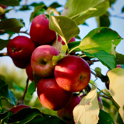 September Ruby Apple