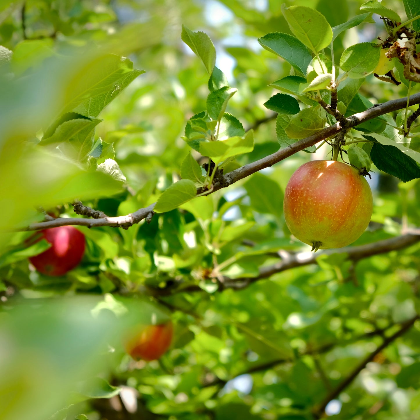 Summer Red Apple