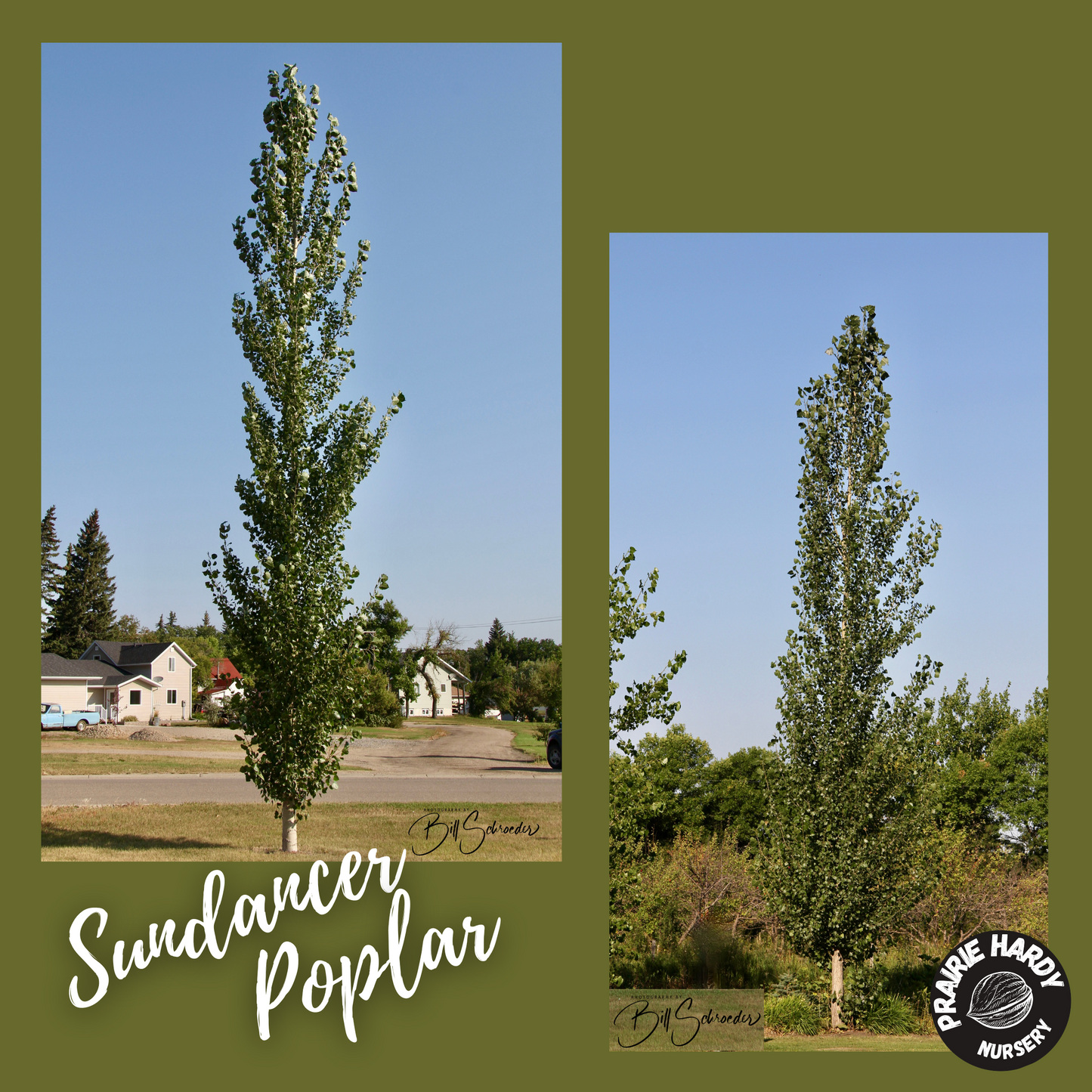 Sundancer Poplar