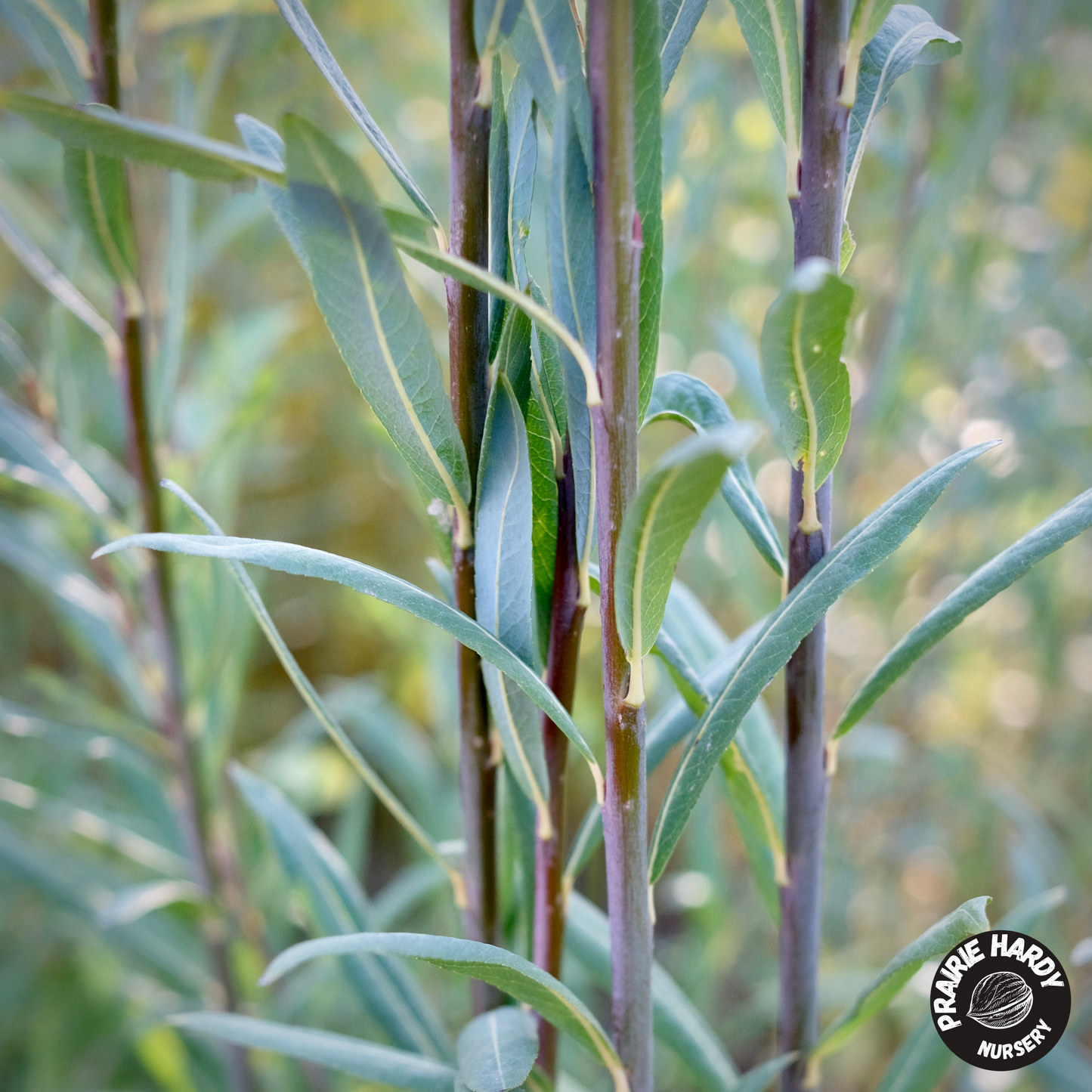 Bleu Basket Willow