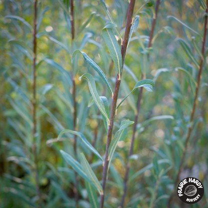 Bleu Basket Willow