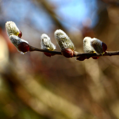 Pussy Willow