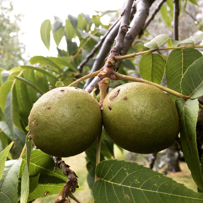 Black Walnut