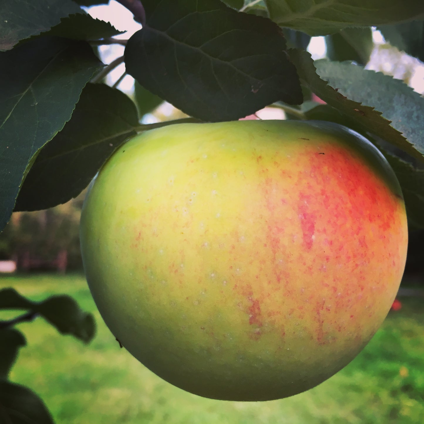 Goodland Apple