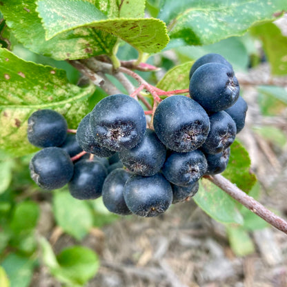 Viking Aronia