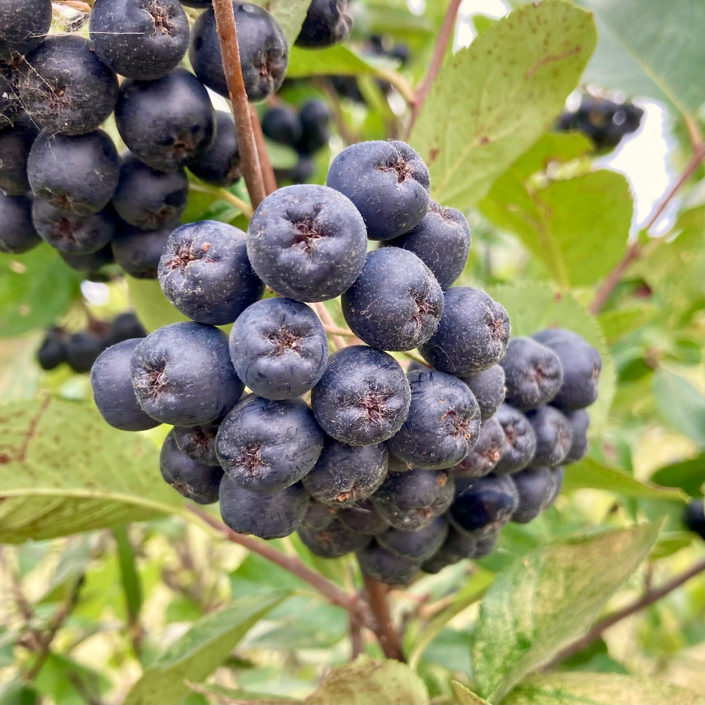 Viking Aronia