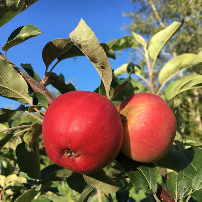 Red Sparkle Apple