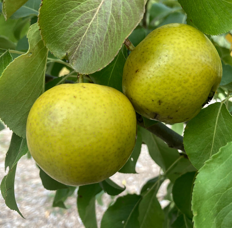 Talitsa Pear