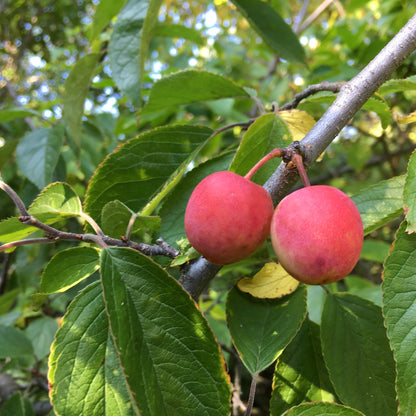 Canadian Plum