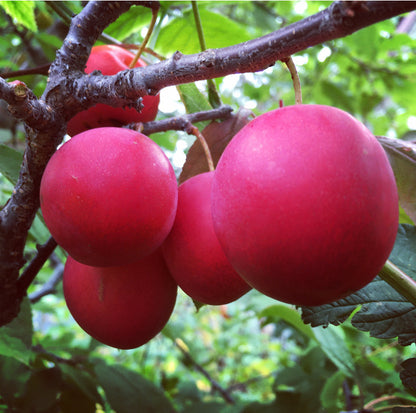 Patterson Pride Plum