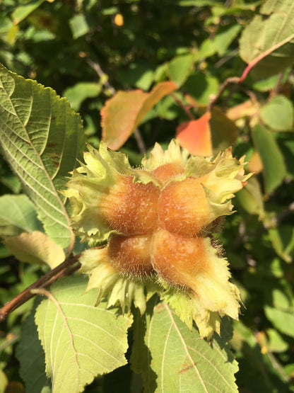 American Hazelnut